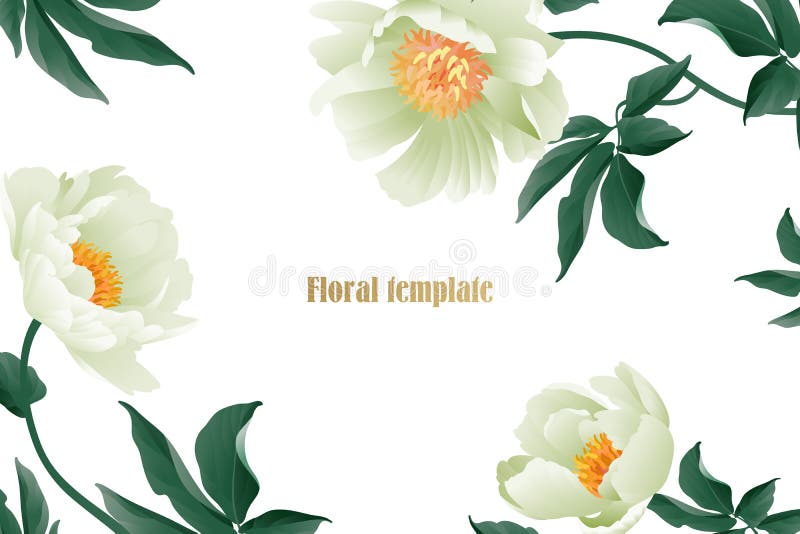 Λεπτός άσπρος κήπος κρητιδογραφιών peonies στο άσπρο υπόβαθρο απεικόνιση αποθεμάτων
